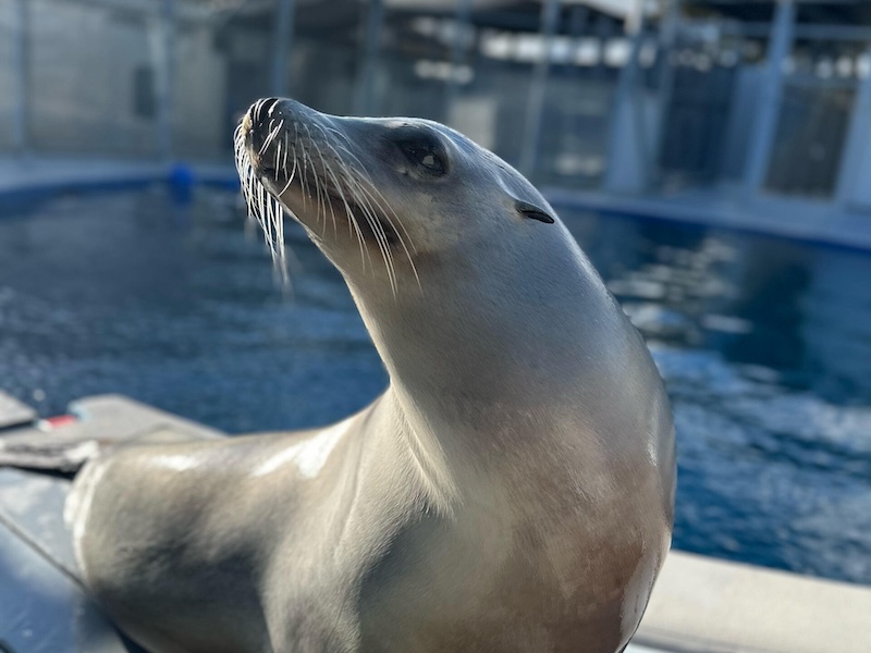 Photo of California sea lion Ronan at UC Santa Cruz’s Long Marine Laboratory.