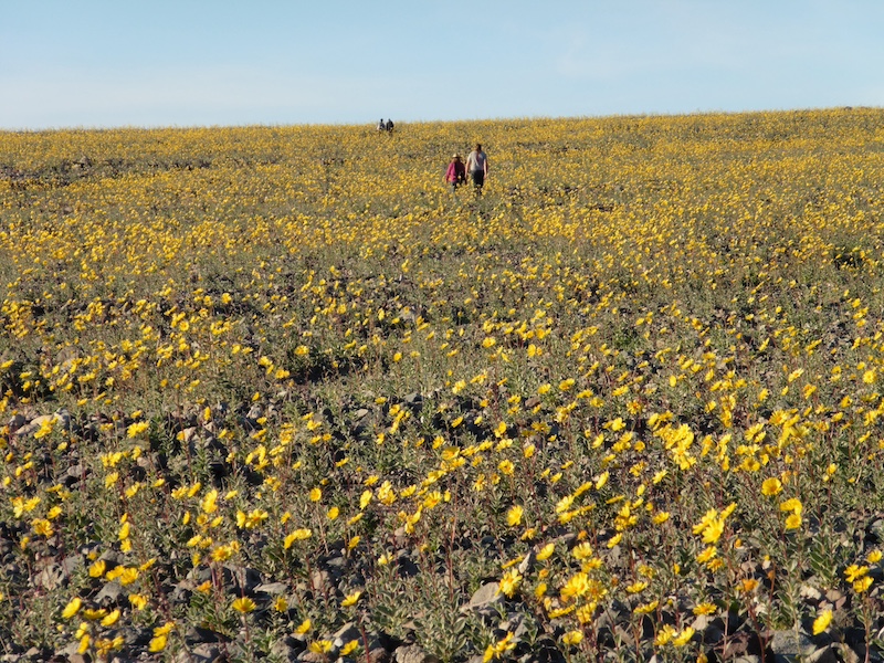 In Death Valley's low elevations, Desert Gold covered vast areas in a sea of yellow flowers.